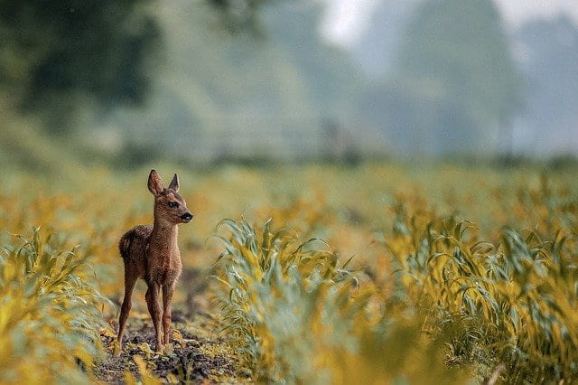 deer photo
